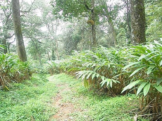 Cardamom Plantation in Munnar