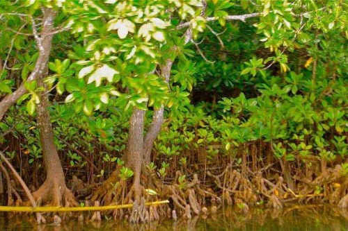 Mangrove Forest in Kerala
